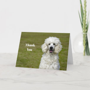 Pudel White Hund Photo Tack Kort