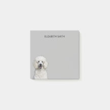 Pudel White Standard Hund