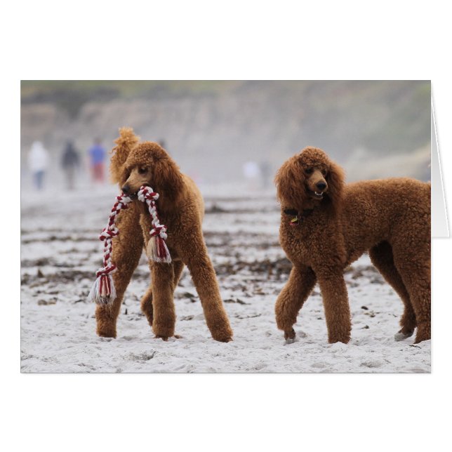 Pudeldag 2010 #10 hälsningskort (Framsidan Horizontal)