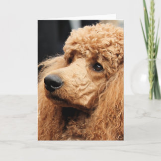 Pudeldag 2010 #19 kort