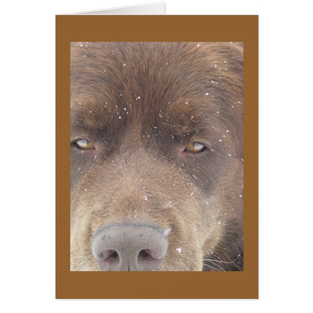 Pudge Bear OBS Kort (Framsidan)