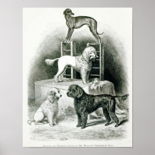 Pudlar och Whippet - grupp av Herr Waltons Poster