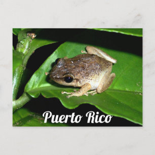 Puerto Rican Coqui Frog Vykort