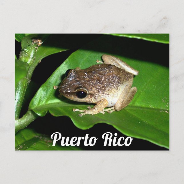 Puerto Rican Coqui Frog Vykort (Framsida)