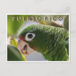 Puerto Rican Parrot Vykort