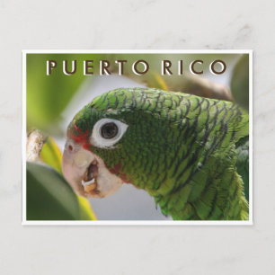 Puerto Rican Parrot Vykort
