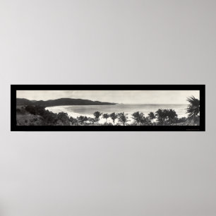Puerto Rico Flamingo Photo 1914 Poster