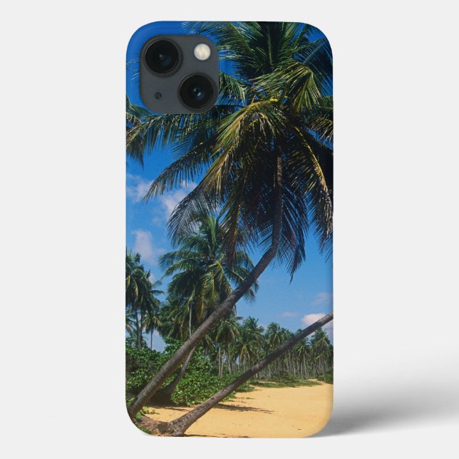 Puerto Rico, Isla Verde, handflatan träd (Baksida)