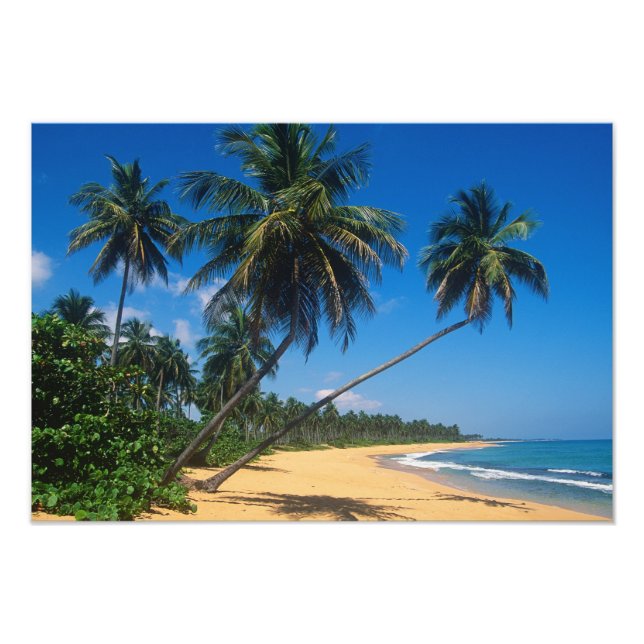 Puerto Rico, Isla Verde, handflatan träd. Fototryck (Framsidan)