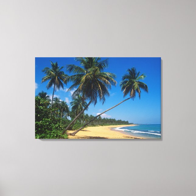 Puerto Rico, Isla Verde, palmer. Canvastryck (Framsida)