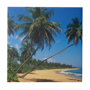 Puerto Rico, Isla Verde, palmer Kakelplatta