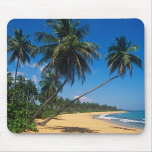 Puerto Rico, Isla Verde, palmer. Musmatta