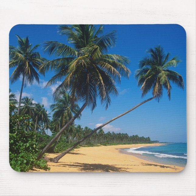 Puerto Rico, Isla Verde, palmer. Musmatta (Framsidan)