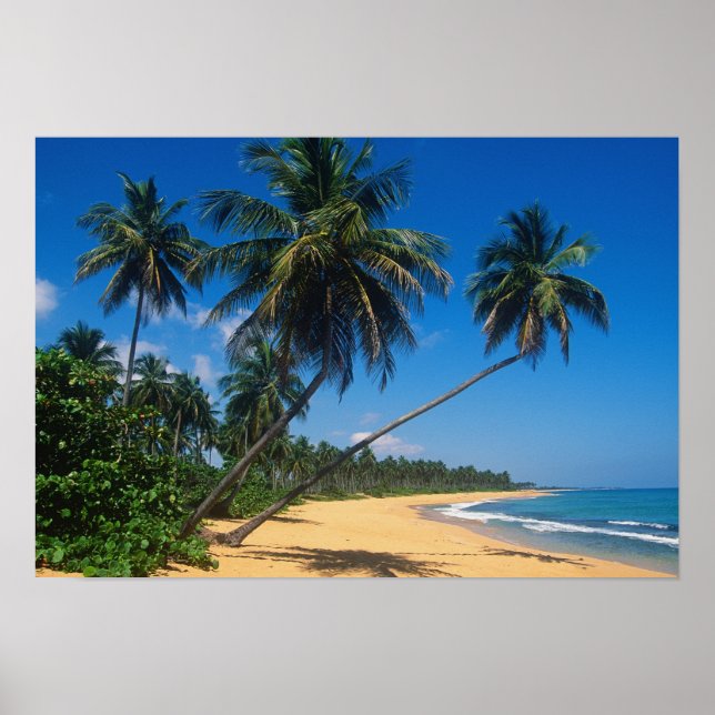 Puerto Rico, Isla Verde, palmer. Poster (Framsidan)