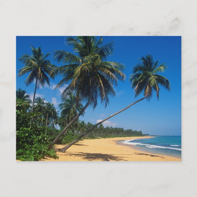 Puerto Rico, Isla Verde, palmer. Vykort (Framsida)