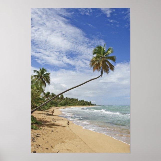 Puerto Rico. Tres Palmitas Beach Puerto Rico Poster (Framsidan)