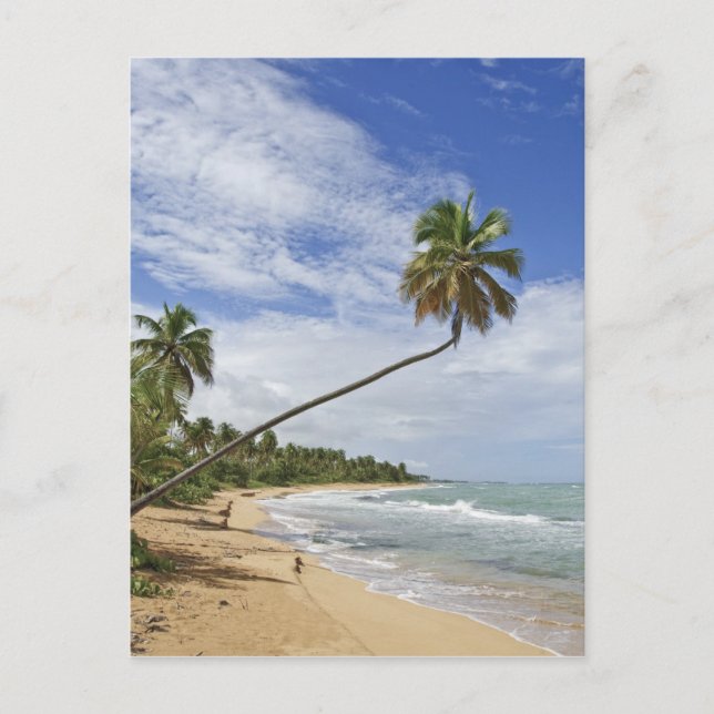 Puerto Rico. Tres Palmitas Beach Puerto Rico Vykort (Framsida)