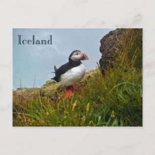 Puffa på ett klipp i Islandets vykort