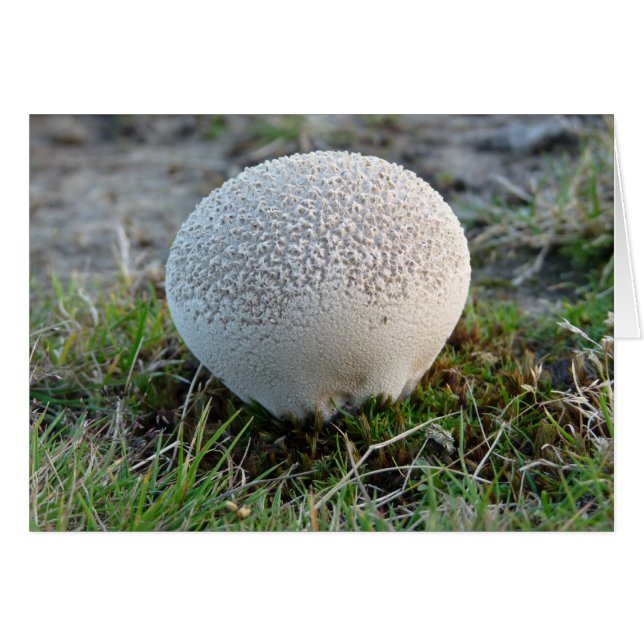 "Puffball" Hälsningskort (Framsidan Horizontal)