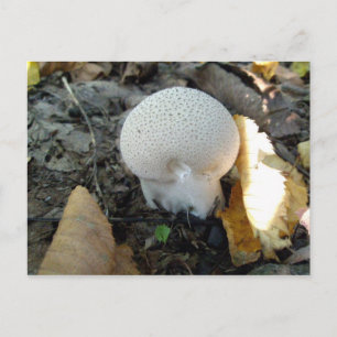 Puffball Mushroom vykort