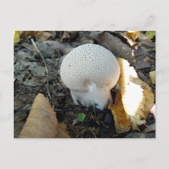 Puffball Mushroom vykort (Framsida)