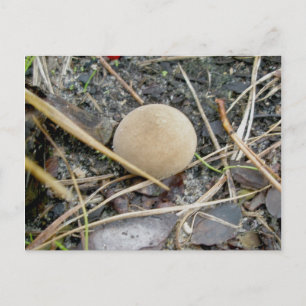 Puffball OBX-vykort Vykort