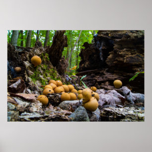 Puffballchampinjoner som växer på trädstubbe poster