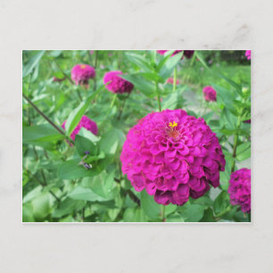 Puffed Zinnia Vykort