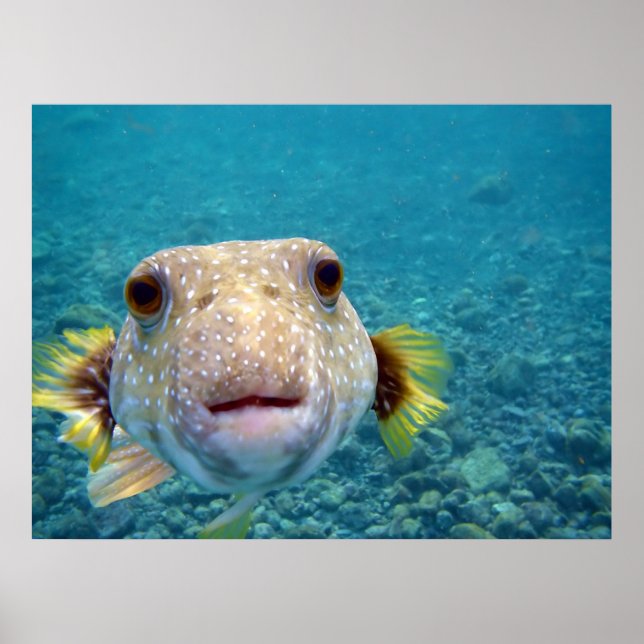 Puffer fish Arothron Hispidus Poster (Framsidan)