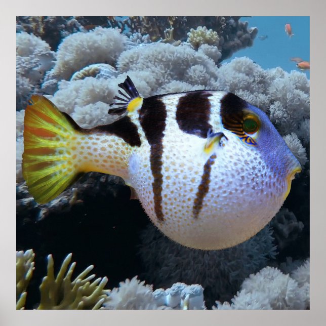 Puffer Fish Poster (Framsidan)