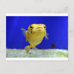 Puffer Fish Vykort