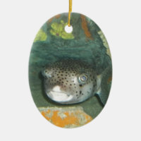 Pufferfisk