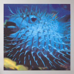 Pufferfisk Poster