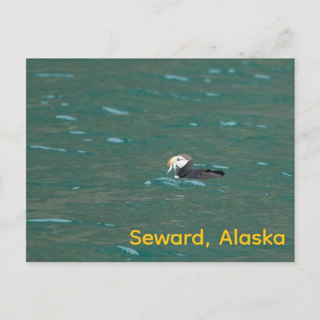 Pufffisk som äter fisk helg vykort (Framsida)