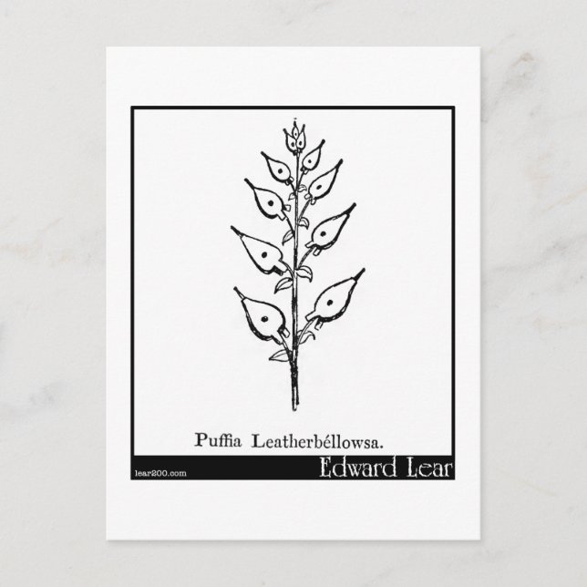 Puffia Leatherbellowsa. Vykort (Framsida)