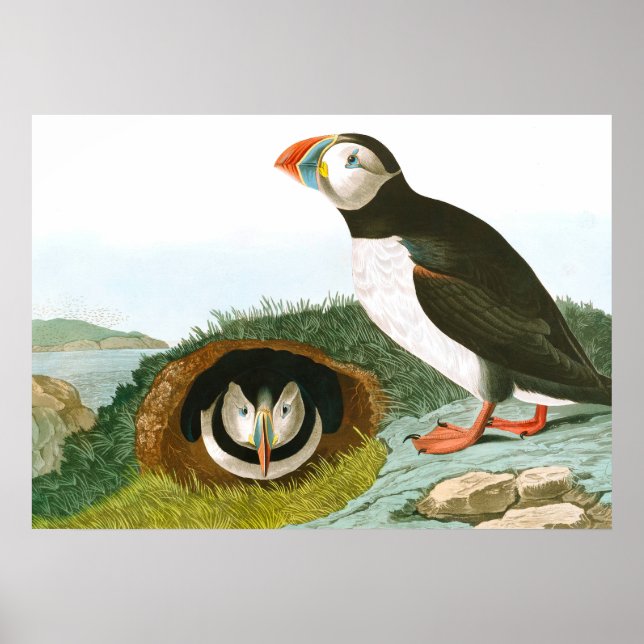 Puffin av John James Audubon Poster (Framsidan)