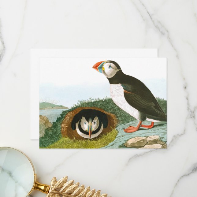 Puffin av John James Audubon Tack Kort (Fram/Back In Situ)