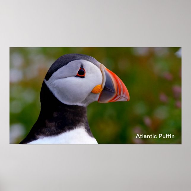Puffin-bild för Poster (Framsidan)