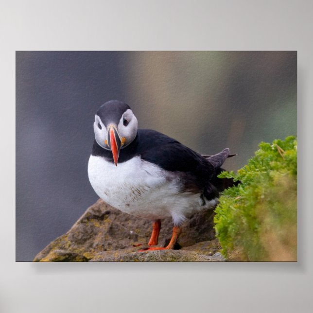 Puffin bird in Iceland Poster (Framsidan)
