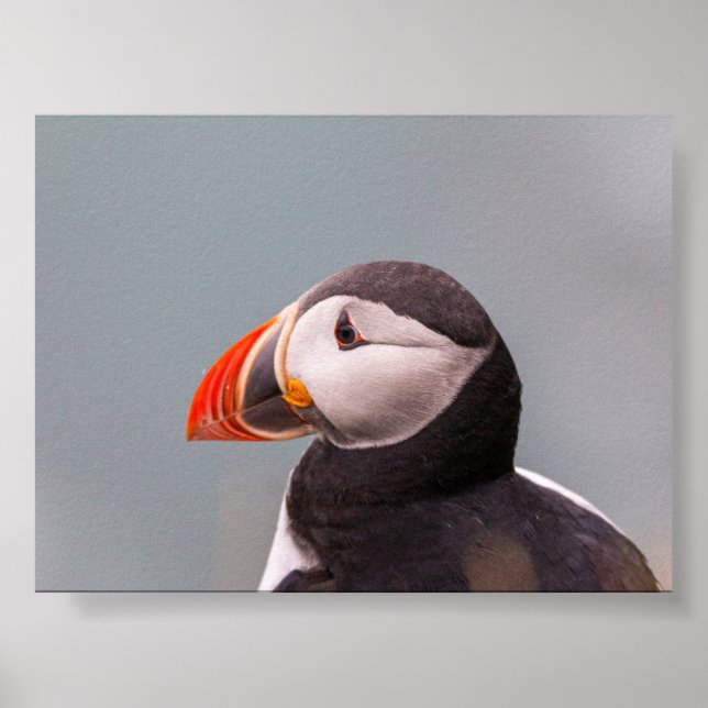 Puffin bird in Iceland Poster (Framsidan)