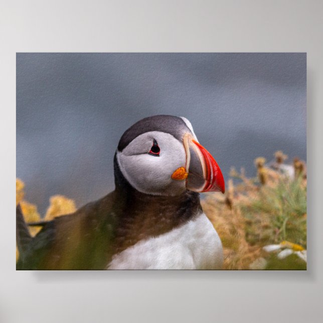 Puffin bird in Iceland Poster (Framsidan)