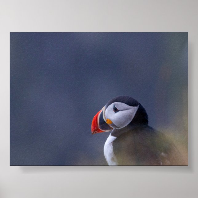 Puffin bird in Iceland Poster (Framsidan)