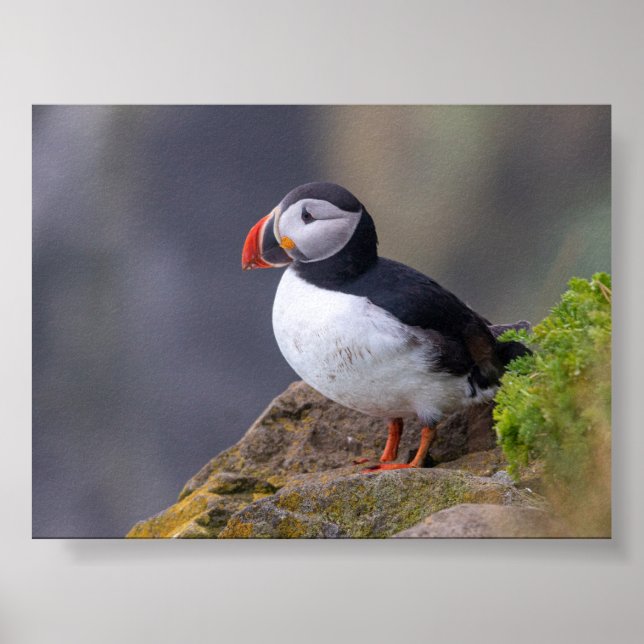 Puffin bird in Iceland Poster (Framsidan)
