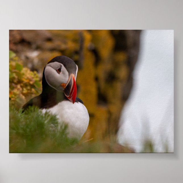 Puffin bird in Iceland Poster (Framsidan)