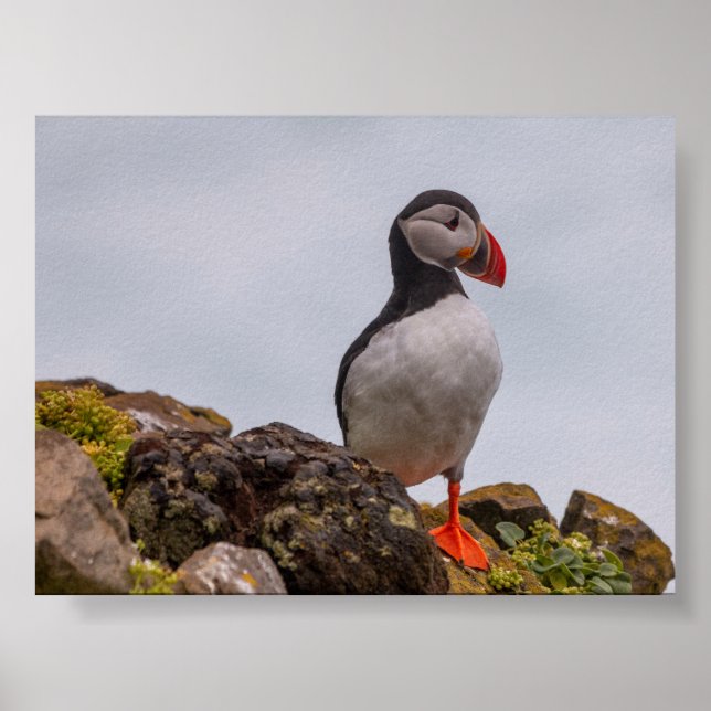 Puffin bird in Iceland Poster (Framsidan)