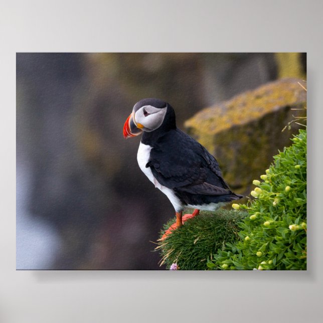 Puffin bird in Iceland Poster (Framsidan)
