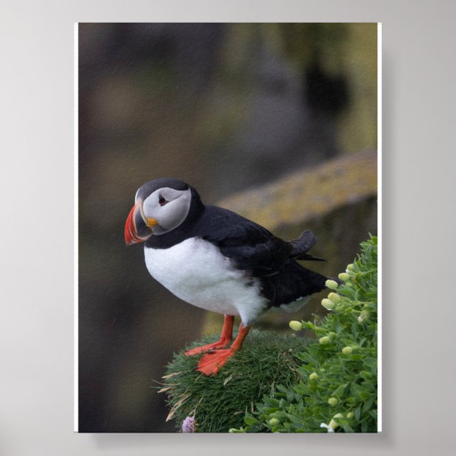 Puffin bird in Iceland Poster (Framsidan)