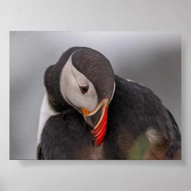 Puffin bird in Iceland Poster (Framsidan)