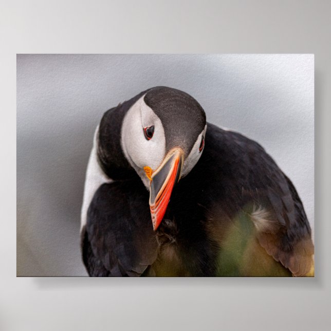 Puffin bird in Iceland Poster (Framsidan)
