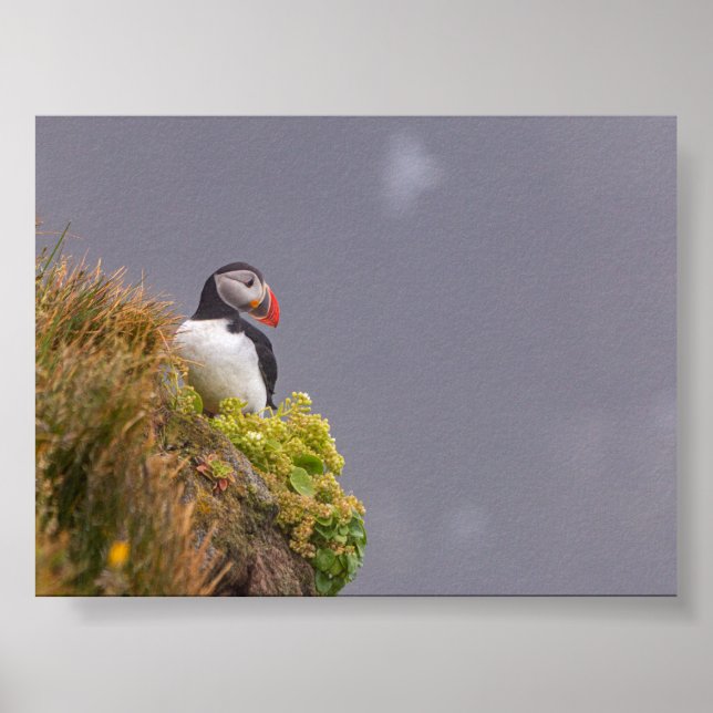 Puffin bird in Iceland Poster (Framsidan)